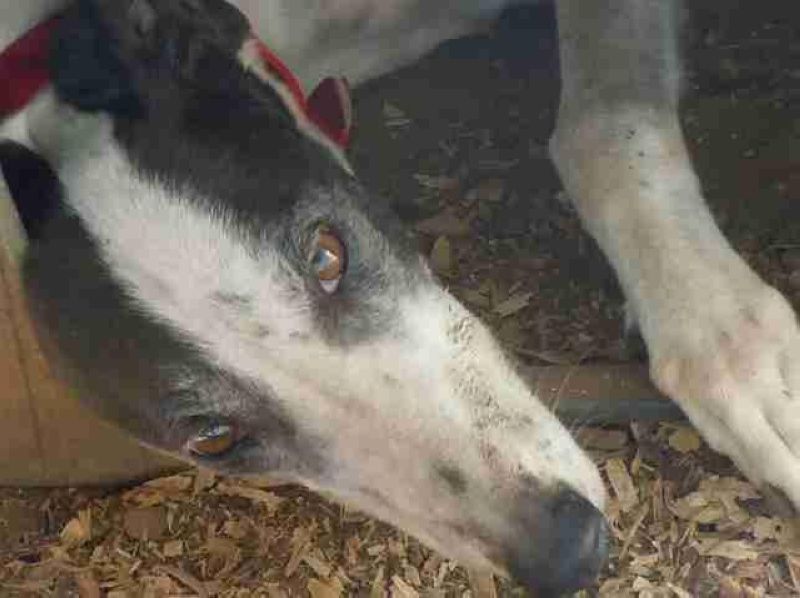 Техасская ферма, на которой держат собак-доноров ради выкачивания из них крови