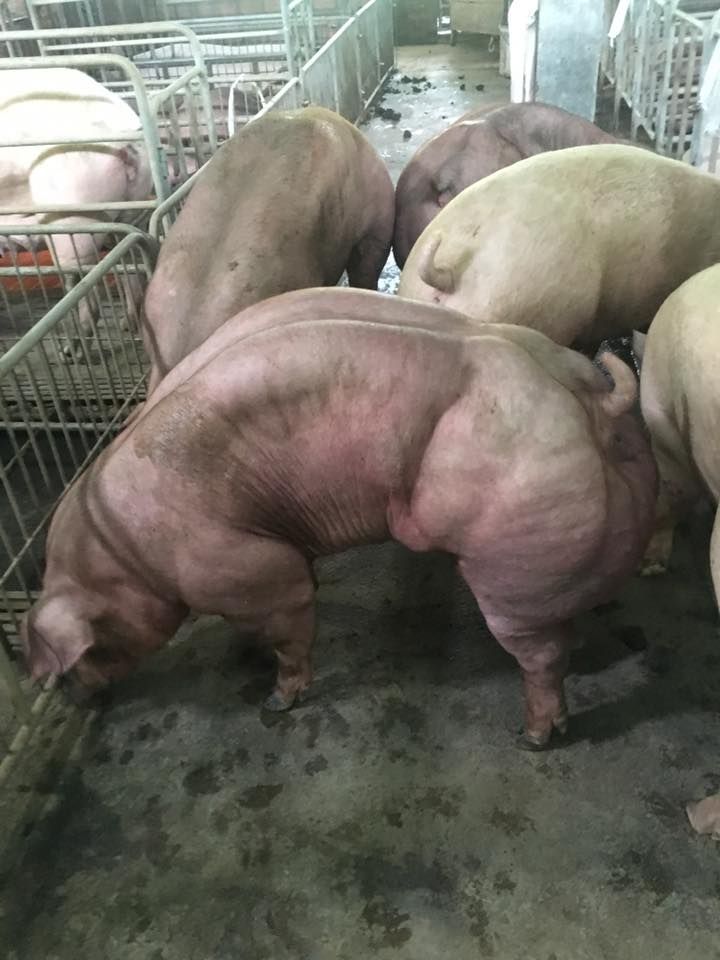 На камбоджийской ферме выращивают свиней-качков