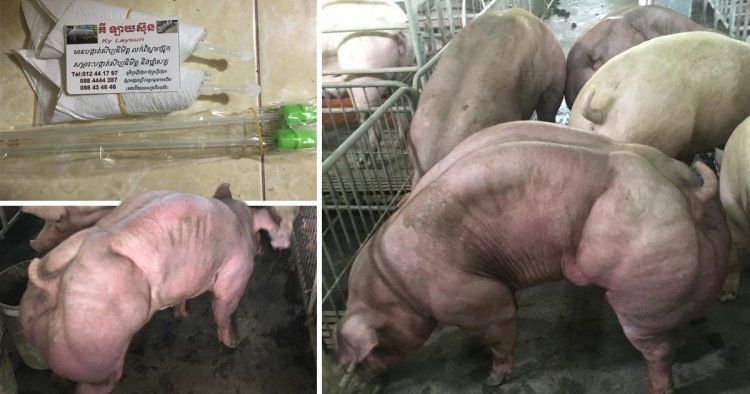 На камбоджийской ферме выращивают свиней-качков