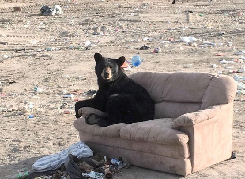 Медведь комфортно устроился на выброшенном диване