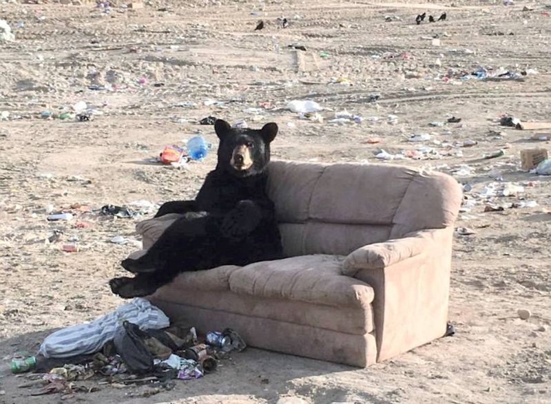 Медведь комфортно устроился на выброшенном диване