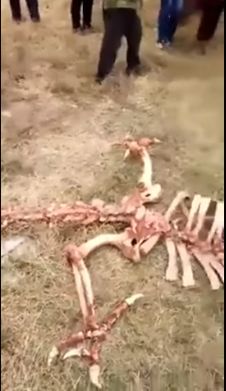 В Китае нашли скелет кого бы вы думали?