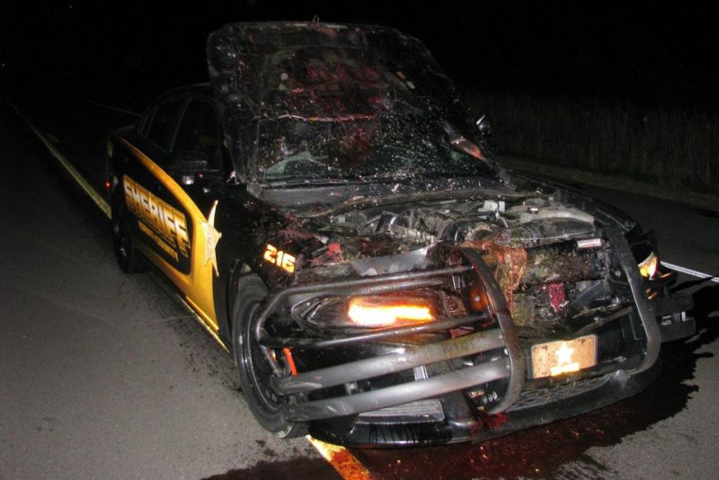 Полицейский выжил видео после аварии с оленем на 180 кмч