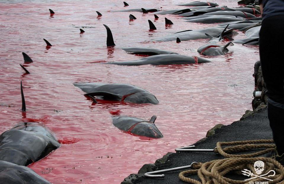 Море крови: массовый забой китов и дельфинов на Фарерских островах
