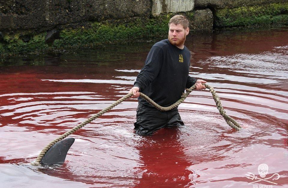 Море крови: массовый забой китов и дельфинов на Фарерских островах
