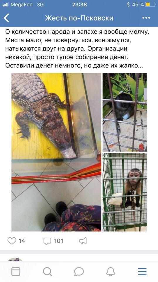 Крокодил, замотанный скотчем, и избитые обезьяны - в Псков приехал зоопарк