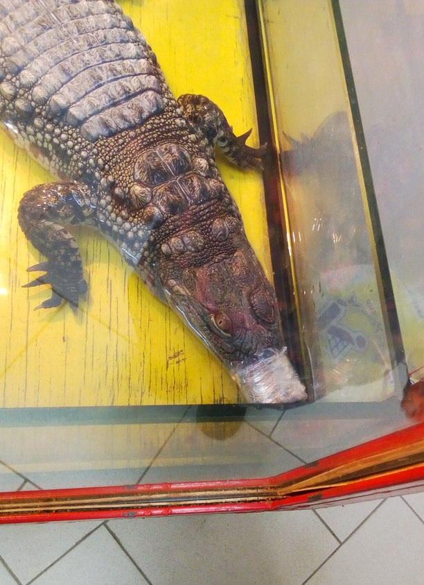 Крокодил, замотанный скотчем, и избитые обезьяны - в Псков приехал зоопарк