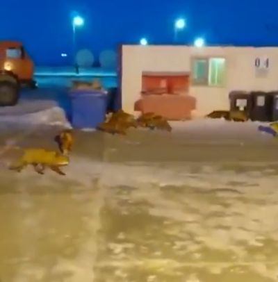 В Сахалине оголодавшие лисицы окружили столовую в строительном городке