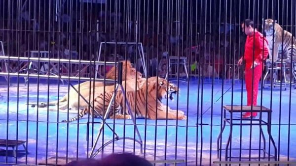 Во время выступления тигр выпрыгнул из клетки и бросился на зрителей