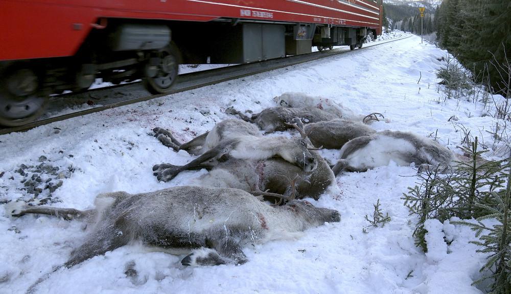 В Норвегии грузовые поезда сбили 106 северных оленей