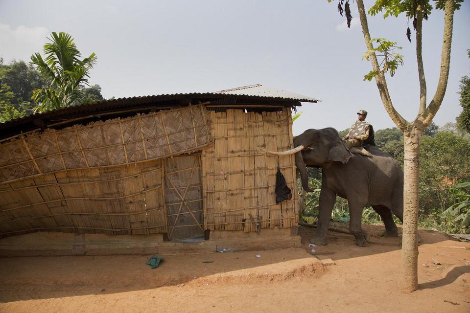 Бивни вместо отвала бульдозера: как используют слонов индийские судебные исполнители