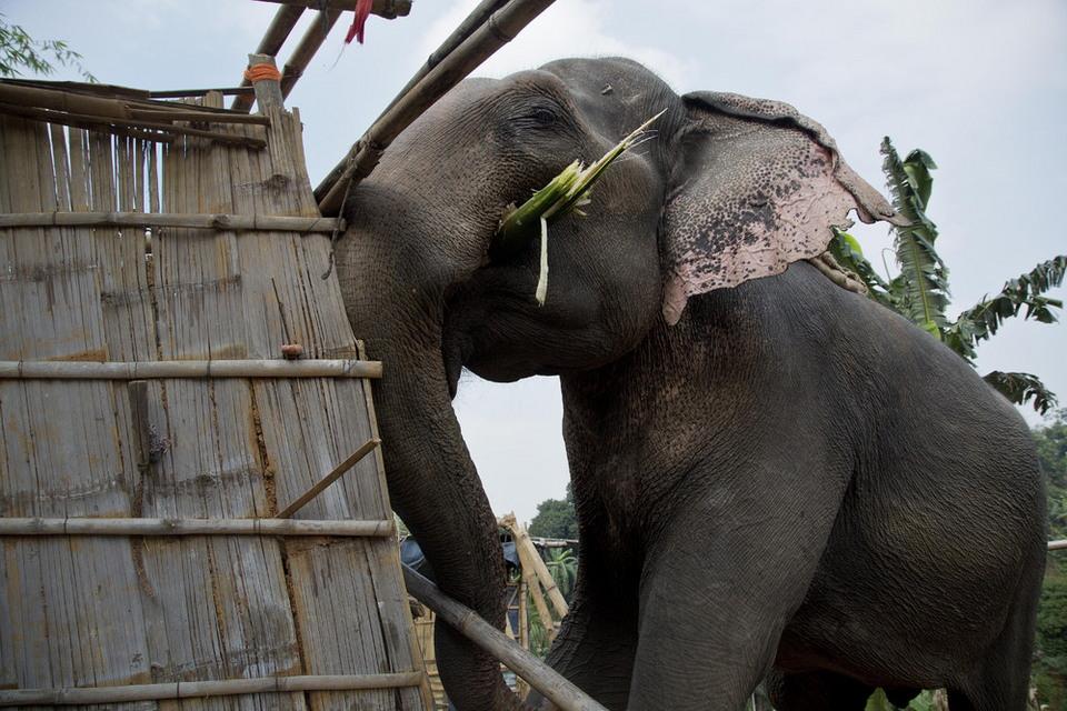Бивни вместо отвала бульдозера: как используют слонов индийские судебные исполнители