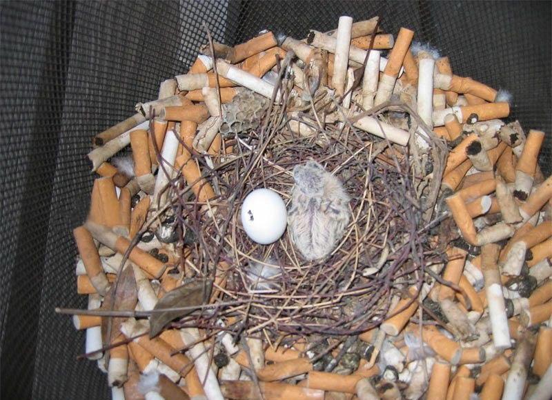 Птицы одобряют курильщиков