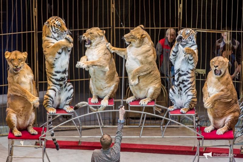 Львицы владивостокского цирка удивили своими толстыми телами