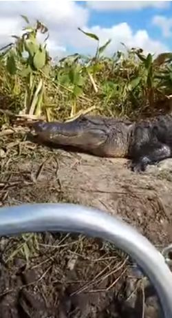 В США аллигатор прыгнул в лодку к туристам