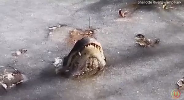 Головы аллигаторов в сильные холода частенько вмерзают в лед
