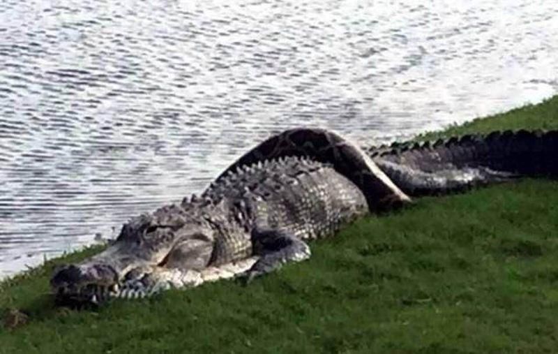 Схватка пары пресмыкающихся во Флориде напугала игроков в гольф