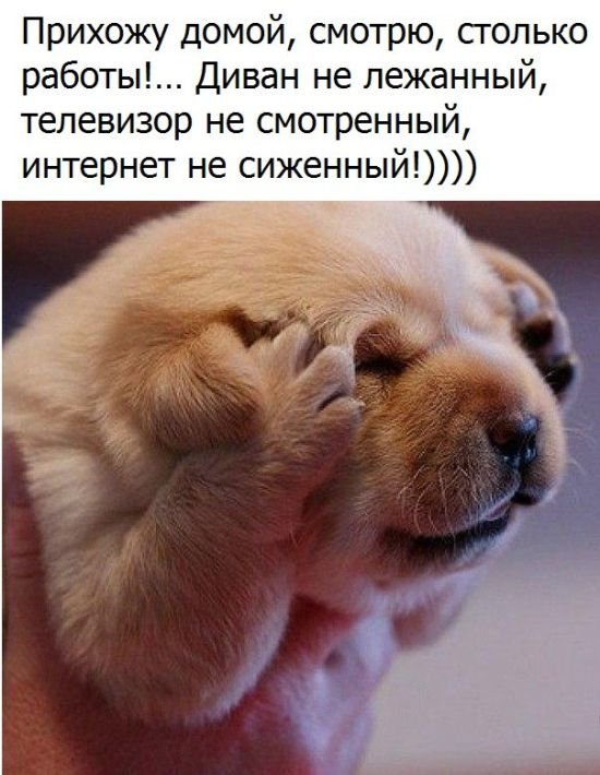 Смешные картинки с подписями