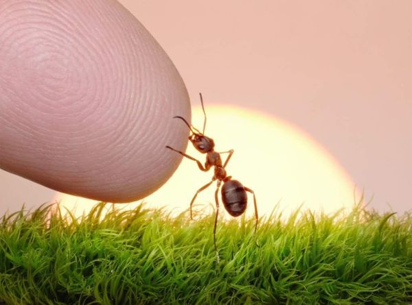 Спасение муравьев