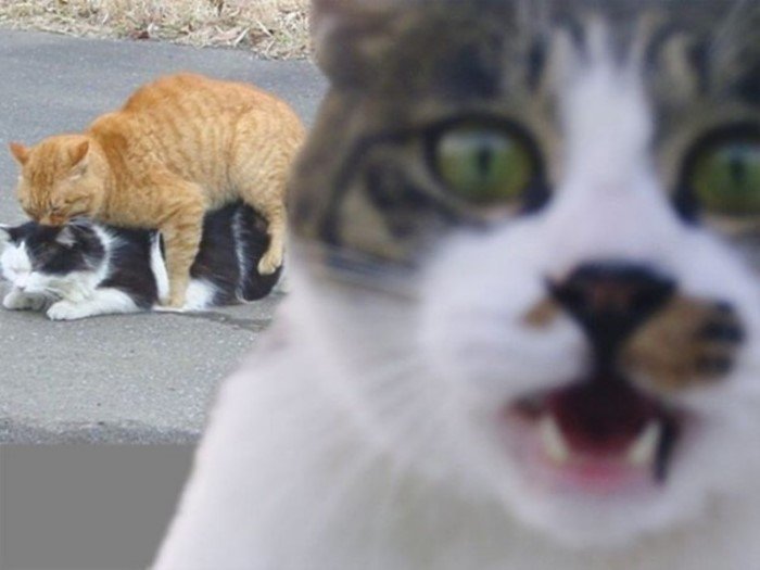 Непревзойденные фотобомберы: кошки, которые готовы пойти на все ради всеобщего внимания