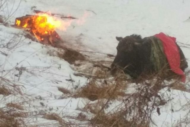 Как спасатели вытаскивали лося из ледяного плена