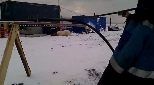 На Ямале белые медведи пришли охотиться на песцов в соседний посёлок