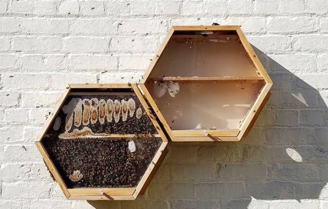 Пчелы вместо домашних любимцев