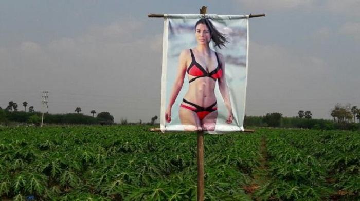 Индийский фермер установил на поле плакат с полуголой порнозвездой для защиты урожая. И это работает