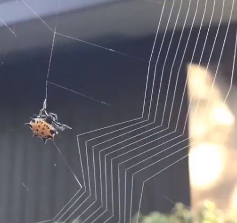 Как паук плетет паутину