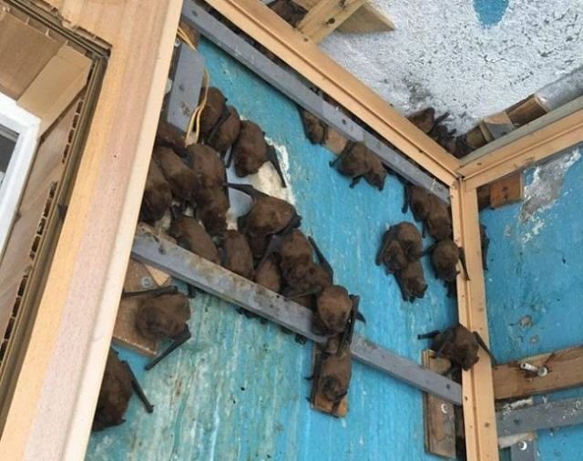 Ремонт балкона превратился в операцию по спасению летучих мышей
