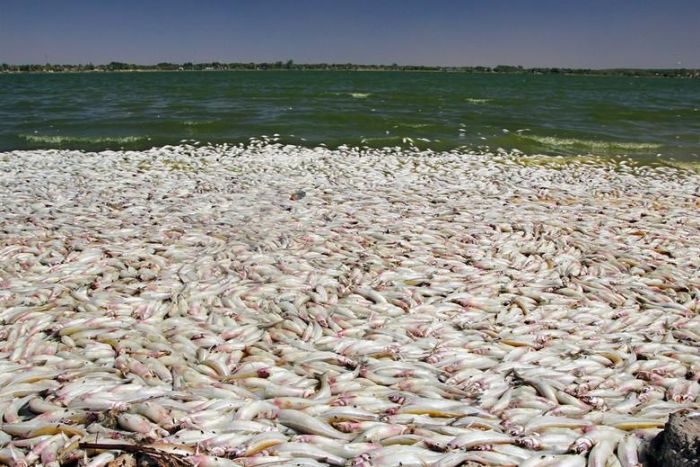 Аномалия в Аргентине: массовая гибель рыбы на берегах