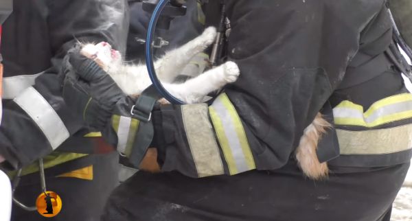 В Волгограде пожарные спасли кота