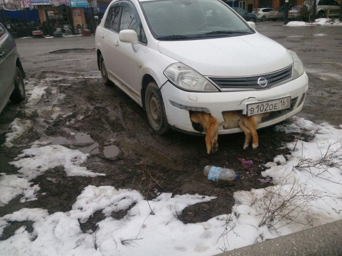 Житель Таганрога ездит по городу со сбитой собакой, застрявшей в бампере его машины