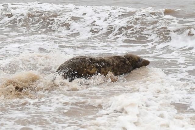 На побережье Британии найден тюлень с кольцом на шее
