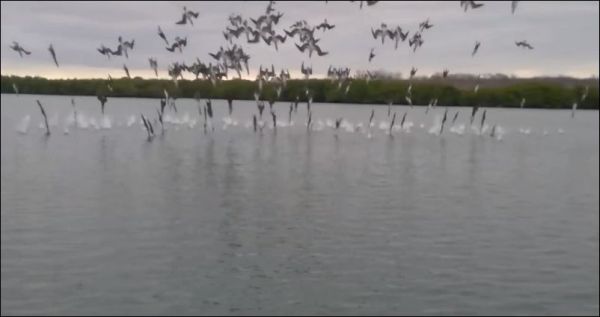 Более 100 птиц одновременно ныряют