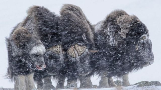 Мощные животные противостоят снежной буре