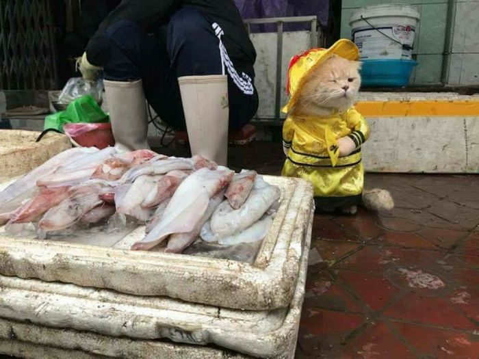Мохнатый продавец рыбы