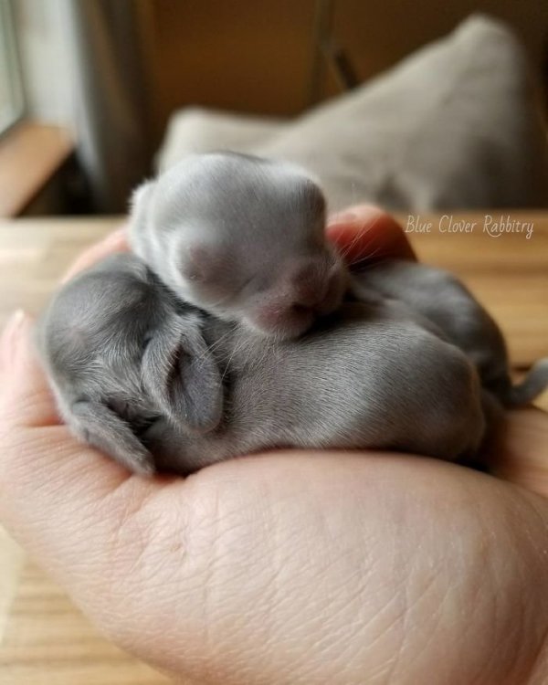 25 милых маленьких кроликов, которые растопят ваше сердце