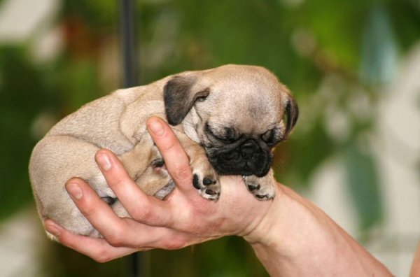 25 снимков самых очаровательных щенков в мире