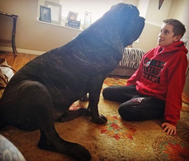 Самый большой в мире щенок, потомок месопотамского молосса