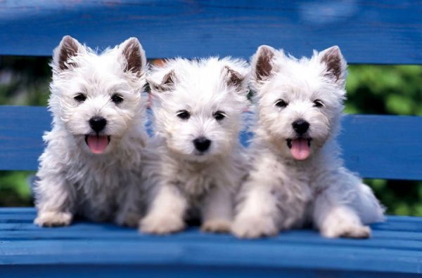 25 снимков самых очаровательных щенков в мире