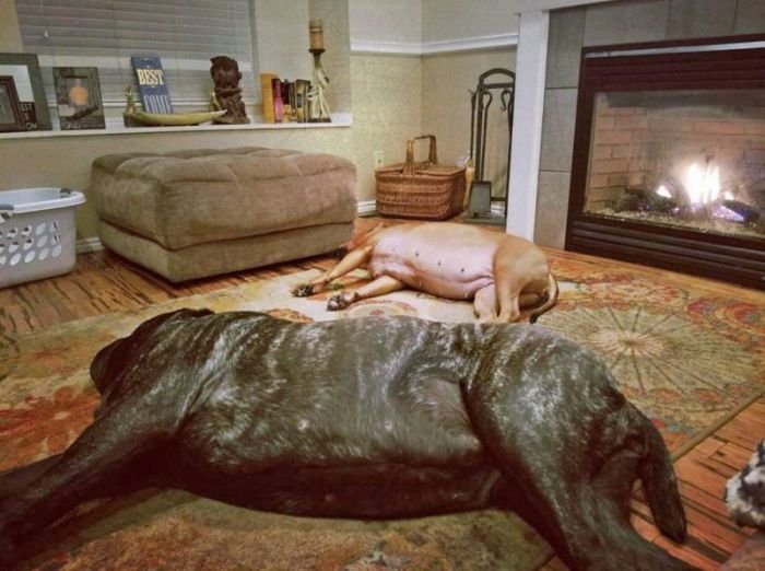 Самый большой в мире щенок, потомок месопотамского молосса
