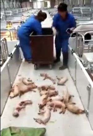 Переизбыток свинины в Китае