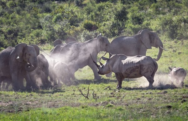 Самка носорога разогнала стадо слонов, которое подошло слишком близко к ее малышу