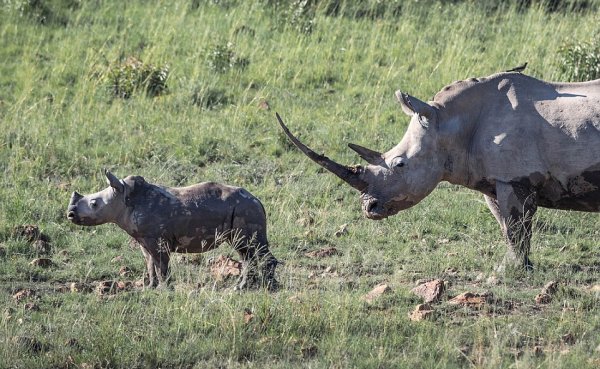 Самка носорога разогнала стадо слонов, которое подошло слишком близко к ее малышу