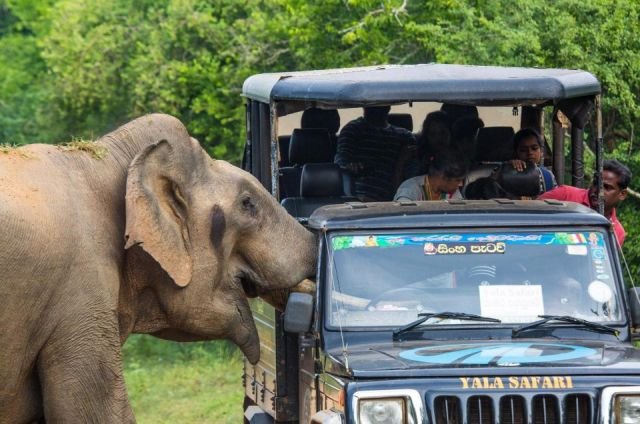 В Шри-Ланке слон едва не испортил туристам сафари