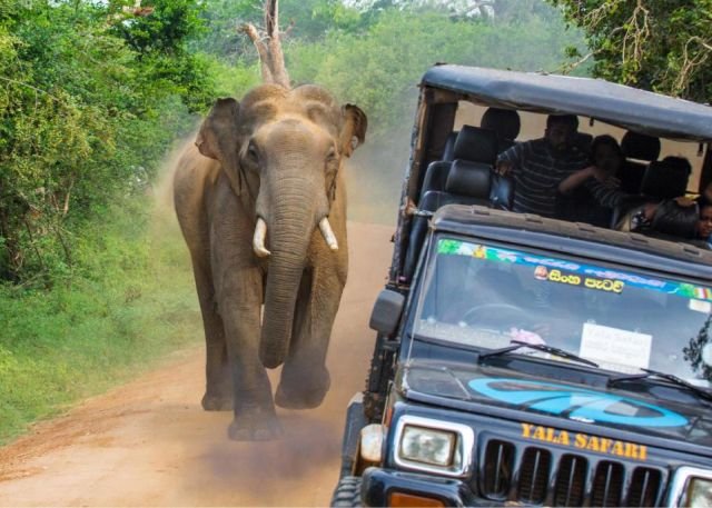 В Шри-Ланке слон едва не испортил туристам сафари