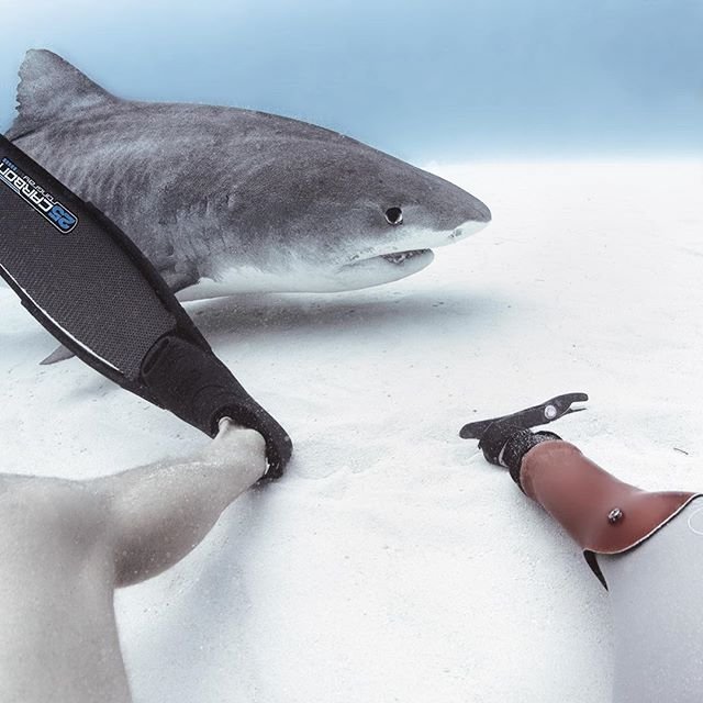 Серфер, лишившийся ноги из-за акулы, стал защитником этих хищниц