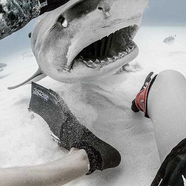 Серфер, лишившийся ноги из-за акулы, стал защитником этих хищниц