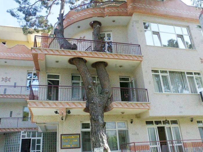 Деревья, ставшие неотъемлемой частью зданий